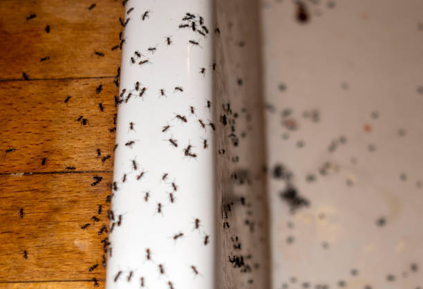 Best Best Pest Control Companies  in Norris, TN